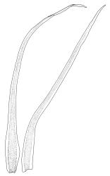 Leptobryum pyriforme, leaves. Drawn from A.J. Fife s.n., 27 Mar. 1983, CHR 351306.
 Image: R.C. Wagstaff © Landcare Research 2014 